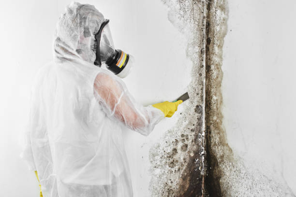 Best Crawl Space Mold Remediation in Diboll, TX