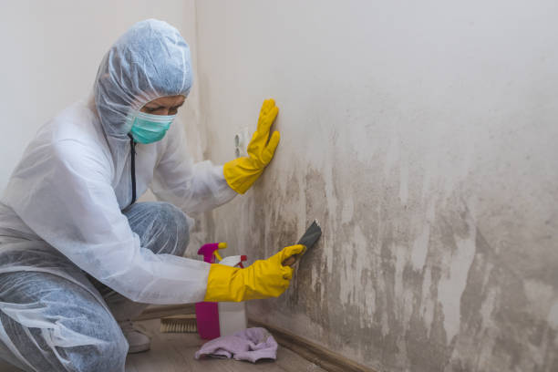 Best Mold Remediation for Specific Building Types in Diboll, TX