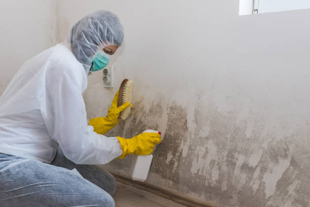 Best Industrial Mold Remediation in Diboll, TX