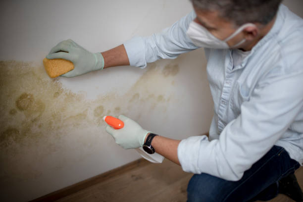 Best Post-Flood Mold Remediation in Diboll, TX