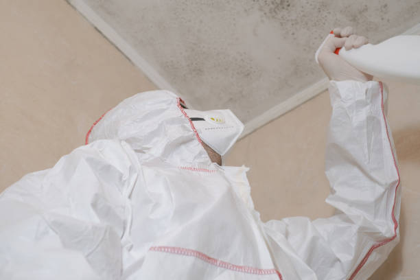 Best Health and Safety Mold Remediation in Diboll, TX