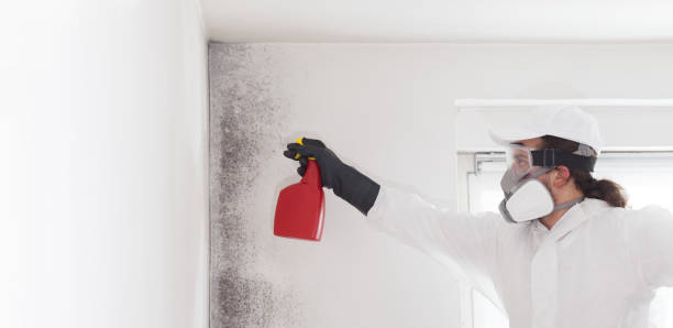 Best Insurance-Related Mold Remediation in Diboll, TX