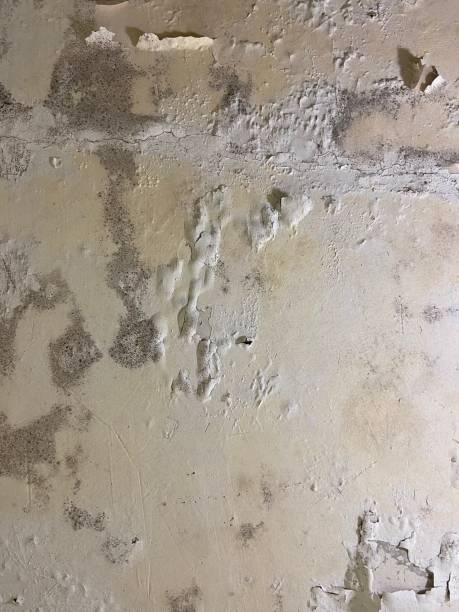 Best Localized Mold Remediation (e.g., coastal areas, humid climates) in Diboll, TX