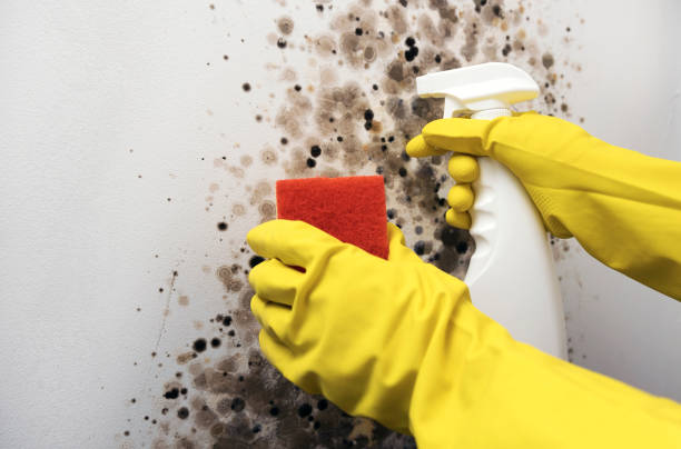 Best White Mold Remediation in Diboll, TX