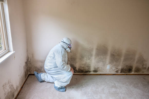 Best Residential Mold Remediation in Diboll, TX