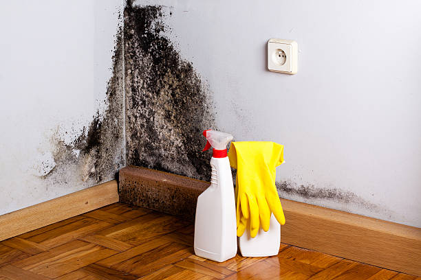 Best Post-Remediation Services in Diboll, TX