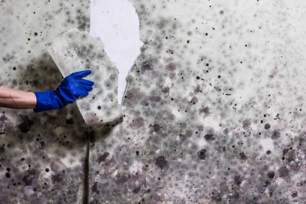 Best Bathroom Mold Remediation in Diboll, TX